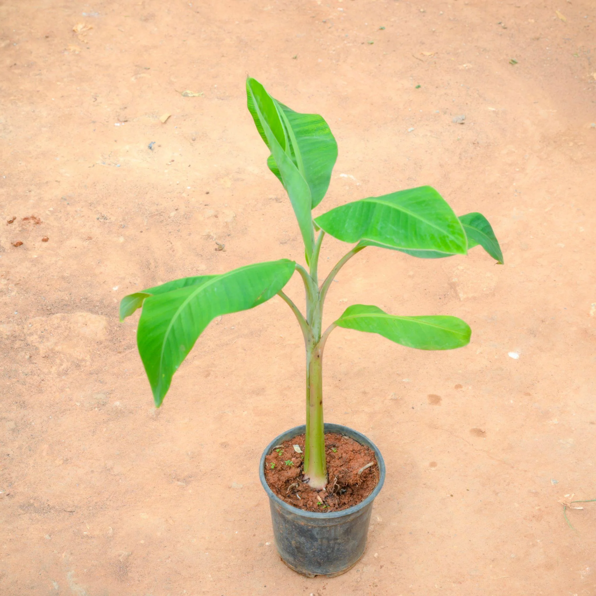 Mayalacian Banana